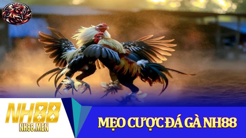Mẹo cược đá gà NH88